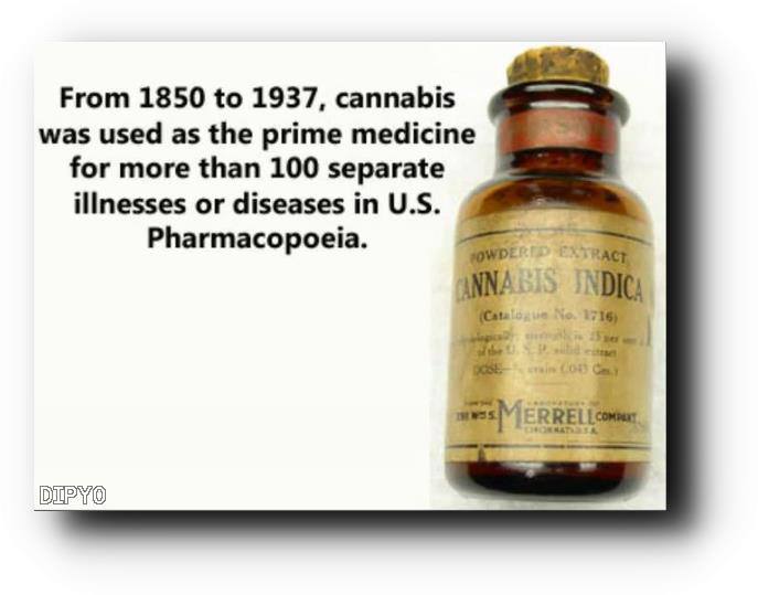 http://www.annybelle.org/cannabis_indica.jpg